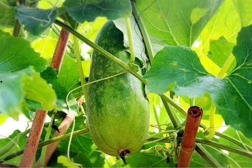 宝宝吃葫芦瓜,宝宝辅食新选择