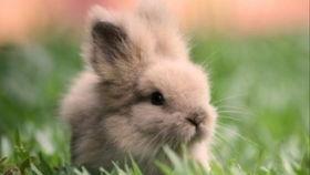 吃瓜兔子的评论,揭秘娱乐圈幕后真相