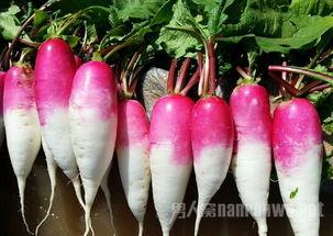 明星吃什么蔬果好喝,吃什么蔬果好喝？