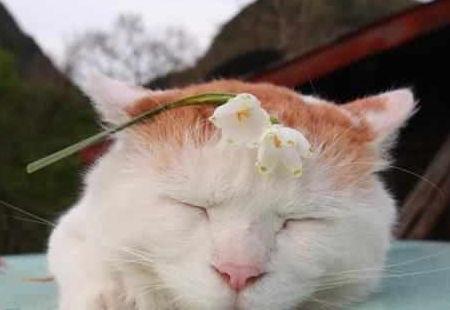 网红猫猫有糖,萌宠界的明星风采