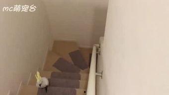 今日头条鹦鹉爬楼梯